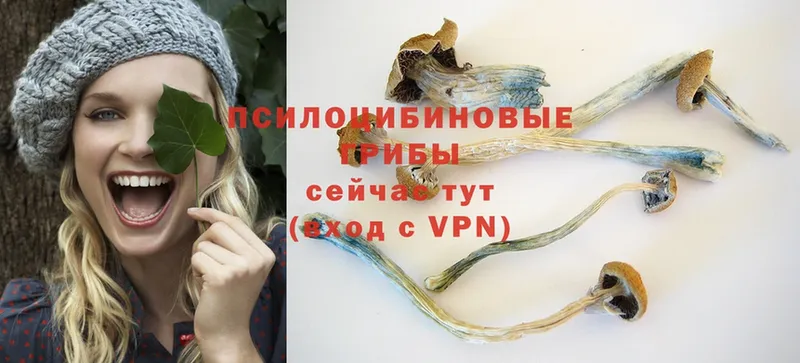 наркошоп  Пересвет  Псилоцибиновые грибы Psilocybe 